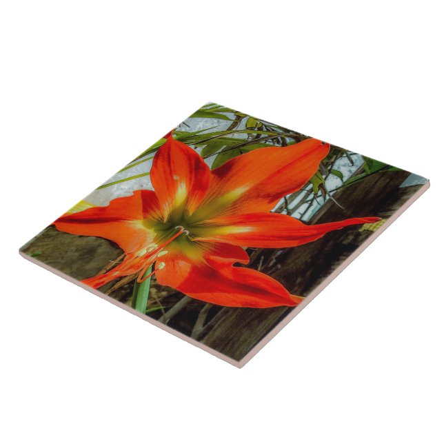Carreau en céramique Gros plan d'Amaryllis (Côté)