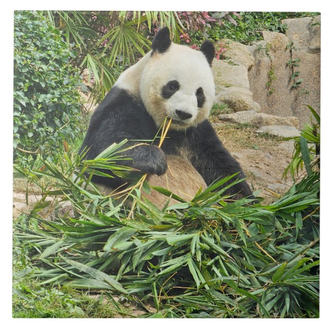 Carreau en céramique représentant un panda mangean (Devant)