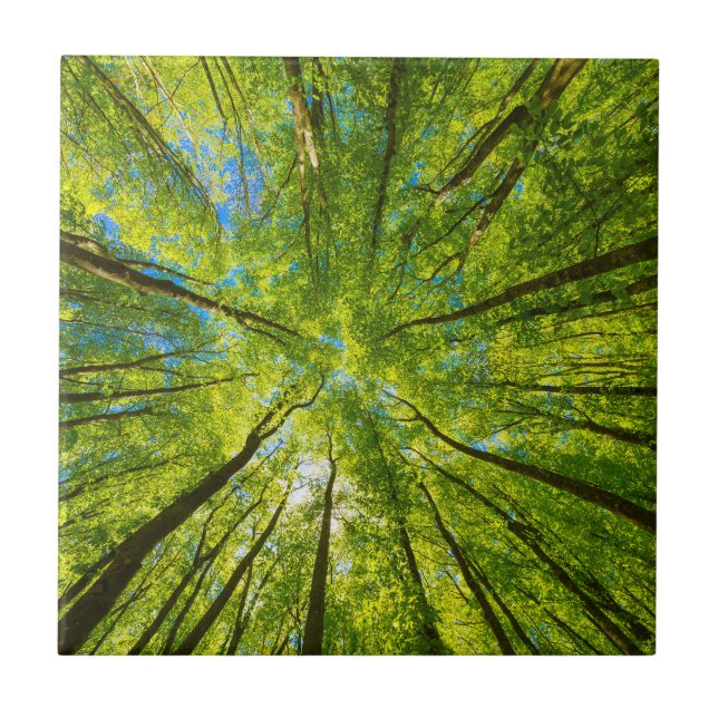 Carreau En regardant à travers les feuilles d'arbres verts (Devant)