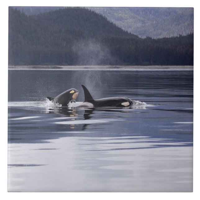 Carreau Épaulards (Devant)