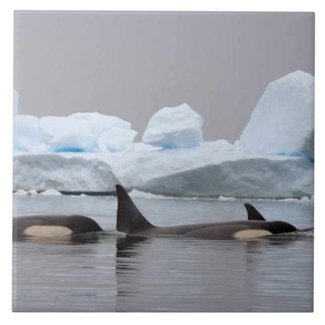 Carreau épaulards (orques), Orcinus orca, groupe (Devant)