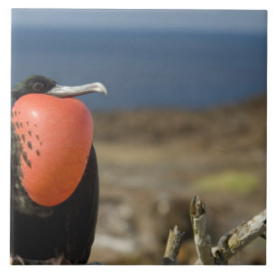 Carreau Équateur, Galapagos, Île Genovesa. Prince