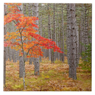 Carreau Érable aux couleurs d'automne