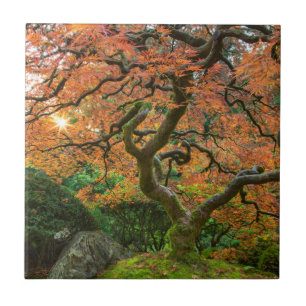 Carreau Érable dans les jardins japonais en automne