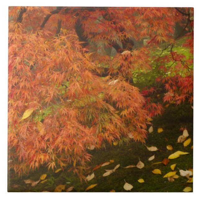 Carreau Érable japonais en couleur d'automne (Devant)