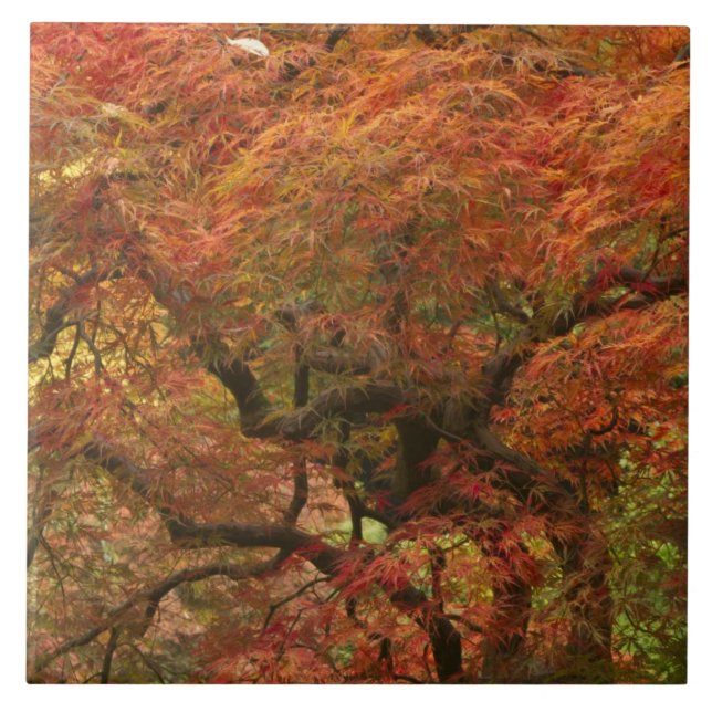 Carreau Érable japonais en couleur d'automne (Devant)