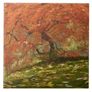 Carreau Érable japonais en couleur d'automne