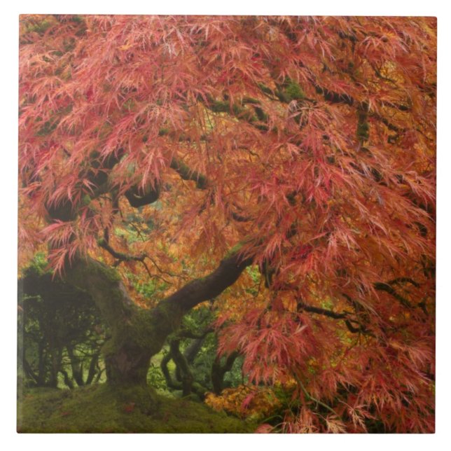 Carreau Érable japonais en couleur d'automne (Devant)