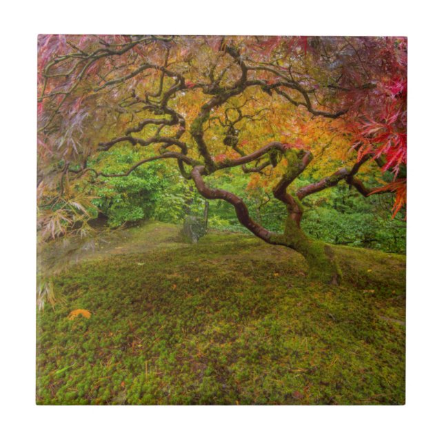 Carreau Érable japonais en couleur d'automne (Devant)