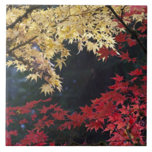 Carreau Érables en couleur d'automne