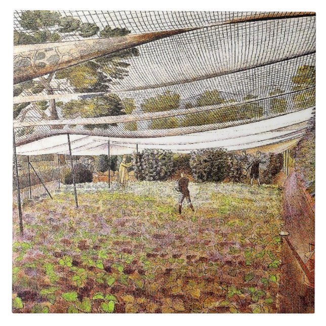 Carreau Eric Ravilit, Strawberry Nets, (Devant)