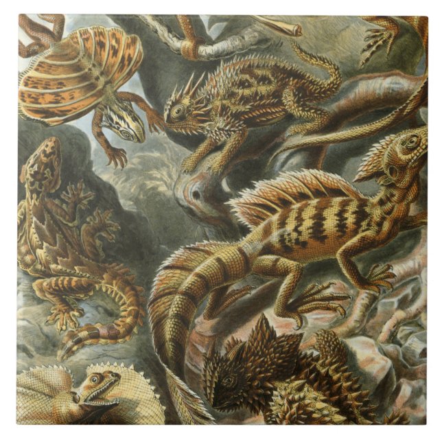 Carreau Ernst Haeckel, ancienne illustration de mode Lacer (Devant)