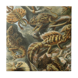 Carreau Ernst Haeckel, ancienne illustration de mode Lacer