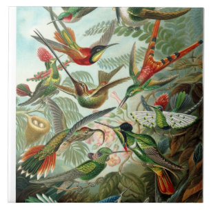 Carreau Ernst Haeckel Hummingbirds - Art Formes de la natu