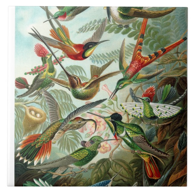 Carreau Ernst Haeckel Hummingbirds - Art Formes de la natu (Devant)