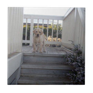 Carreau Escaliers Ugg : Labrador Puppy Dit Non Aux Escalie