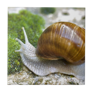 Carreau Escargot de Bourgogne