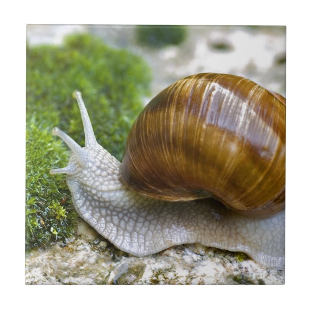 Carreau Escargot de Bourgogne (Devant)