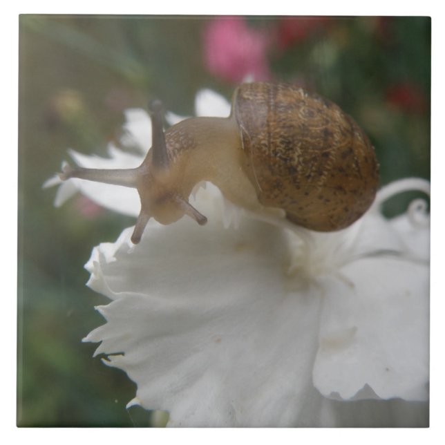Carreau Escargot de Jardin et Œillet Blanc (Devant)