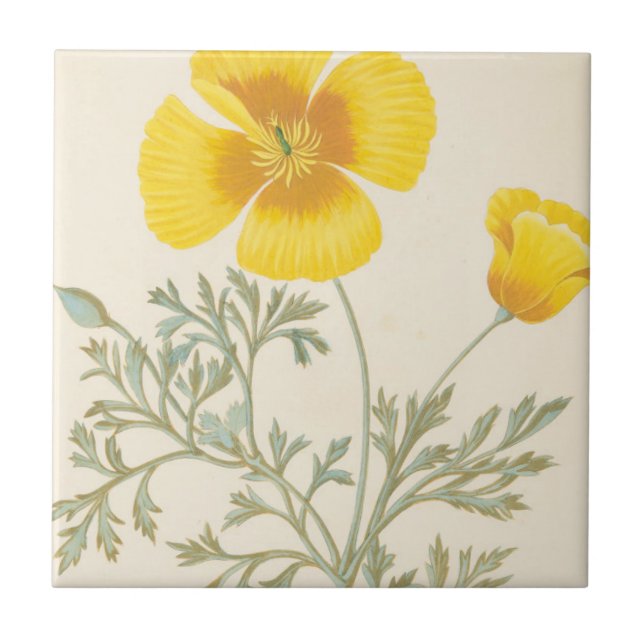 Carreau Eschscholtzia californien (Devant)