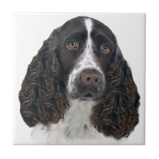 Carreau Espagnol spaniel anglais Portrait Titres (Devant)