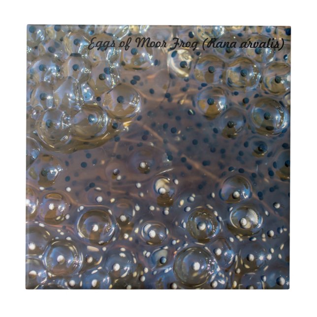 Carreau Espèces : Les oeufs de amarrent la grenouille (Devant)