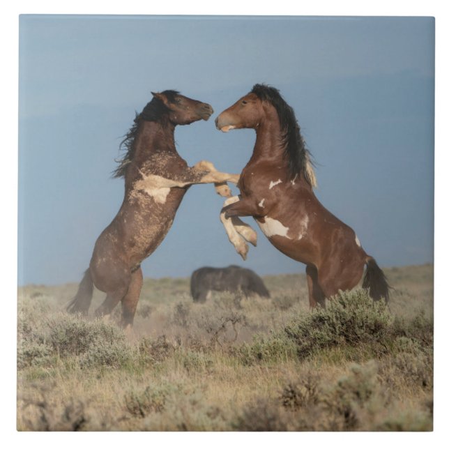 Carreau Étalons de chevaux sauvages se battant (Devant)