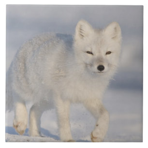 Carreau États-Unis, Alaska, 1002 Plaine côtière de l'ANWR.