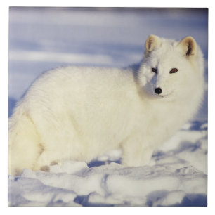 Carreau États-Unis, Alaska. Renard arctique en pelage d'hi