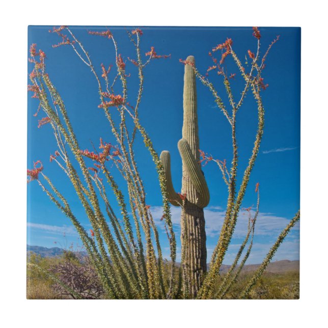 Carreau États-Unis, Arizona. Cactus dans le parc national  (Devant)