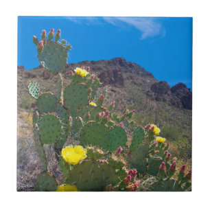 Carreau États-Unis, Arizona. Cactus dans les collines