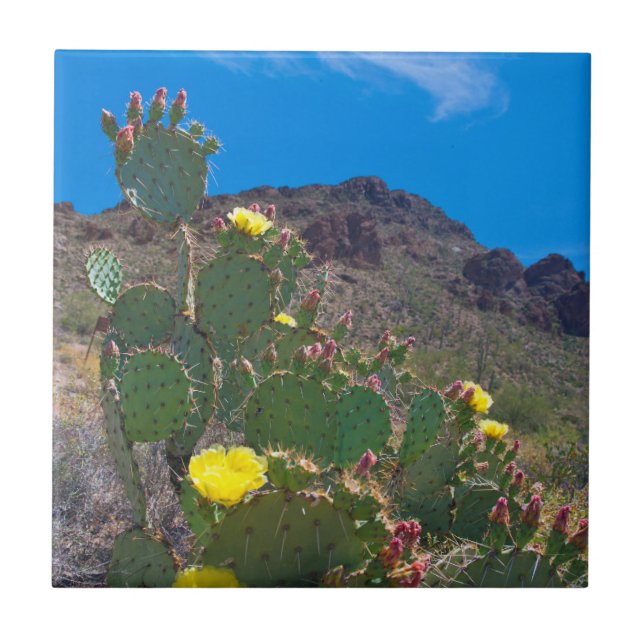 Carreau États-Unis, Arizona. Cactus dans les collines (Devant)