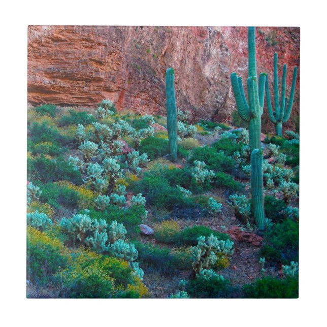 Carreau États-Unis, Arizona. Flore du désert (Devant)