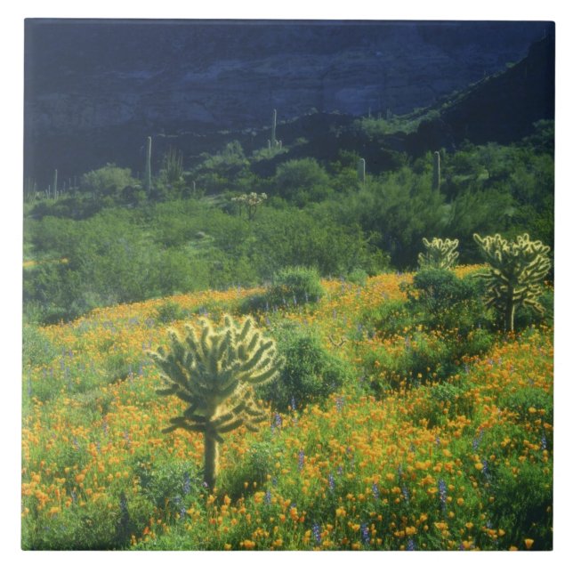 Carreau États-Unis, Arizona, Parc national de l'Organ Pipe (Devant)