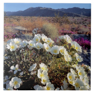 Carreau États-Unis, Californie, Anza-Borrego DSP. Dune eve