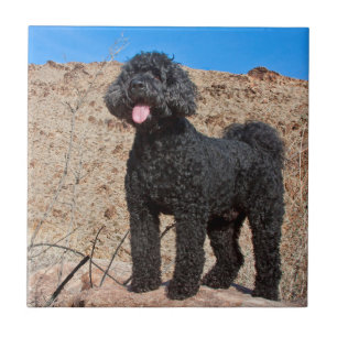 Carreau États-Unis, Californie. Labradoodle debout