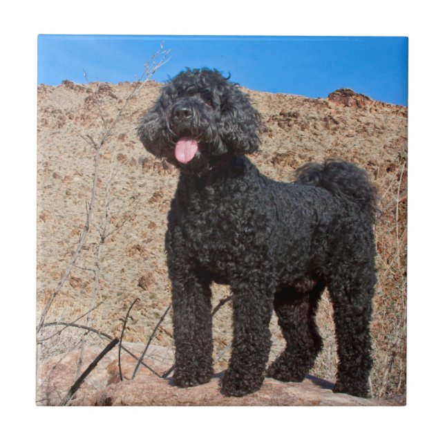 Carreau États-Unis, Californie. Labradoodle debout (Devant)