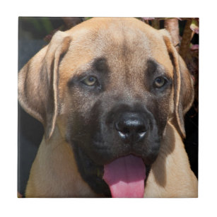 Carreau États-Unis, Californie. Mastiff Puppy Portrait