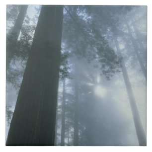 Carreau États-Unis, Californie, Parc national de Redwood,