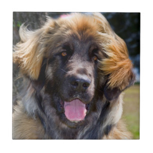 Carreau États-Unis, Californie. Portrait de Leonberger ass