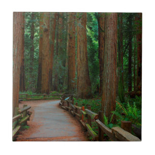 Carreau États-Unis, Californie. Sentier parmi les séquoias
