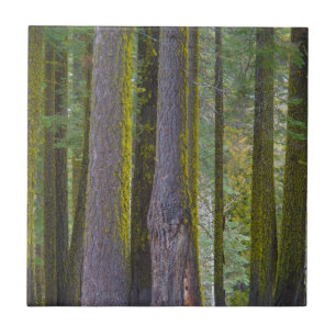 Carreau États-Unis, Californie. Troncs d'arbre recouverts
