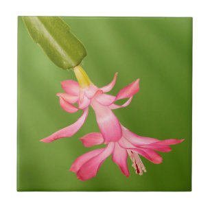Carreau États-Unis, Colorado, Lafayette. Cactus de Noël