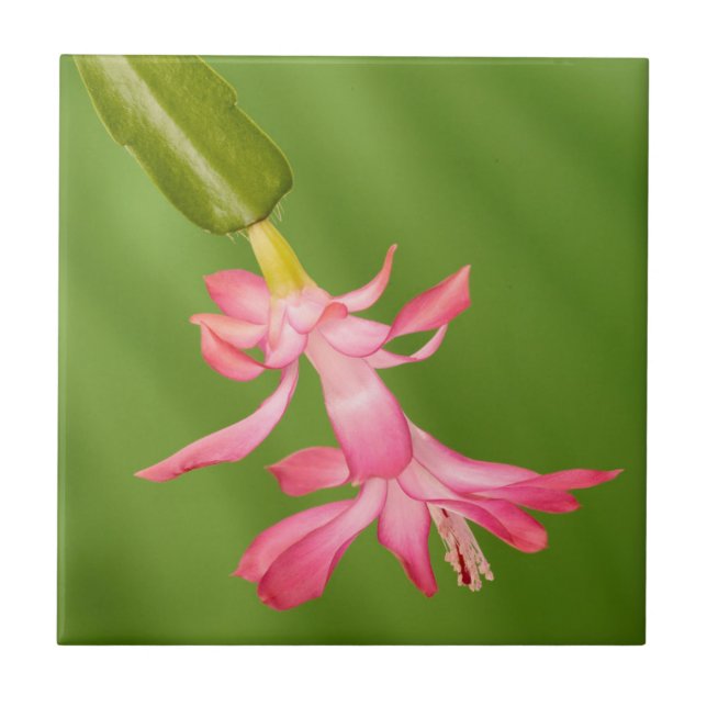 Carreau États-Unis, Colorado, Lafayette. Cactus de Noël (Devant)