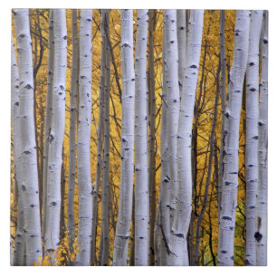 Carreau États-Unis, Colorado, montagnes Rocheuses. Scène