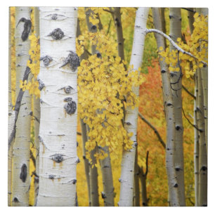Carreau États-Unis, Colorado, Montagnes Rocheuses.  Trembl