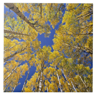Carreau États-Unis, Colorado, région d'Aspen. Forêt de tre