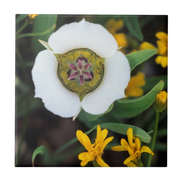 Carreau États-Unis, Colorado. Tulipe Mariposa (Devant)