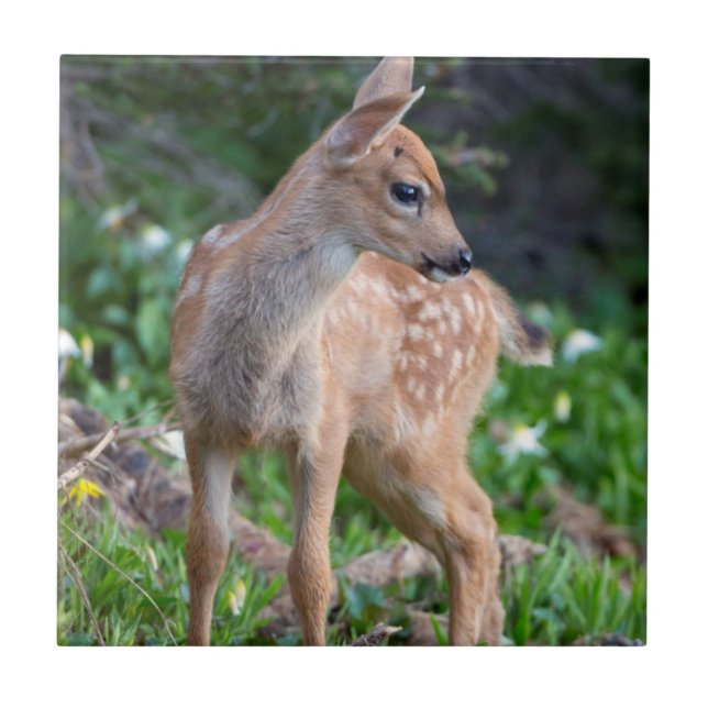 Carreau États-Unis, État de Washington. Faon de cerf à que (Devant)