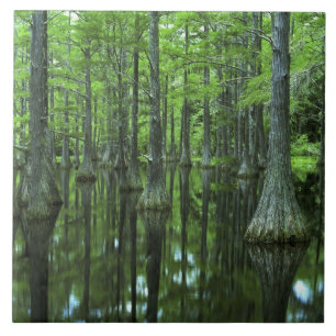 Carreau États-Unis, Floride, Forêt nationale d'Apalachicol